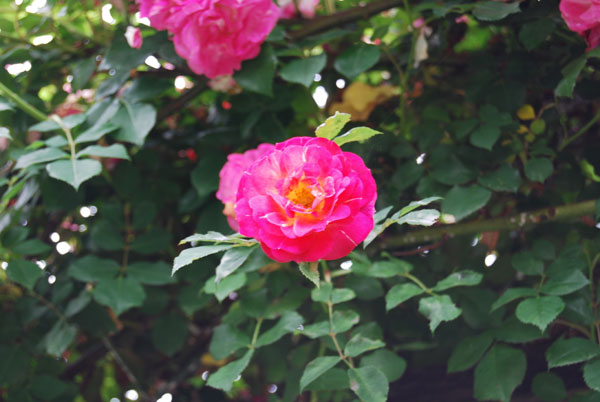 ���[�f���h���t�i�t���j