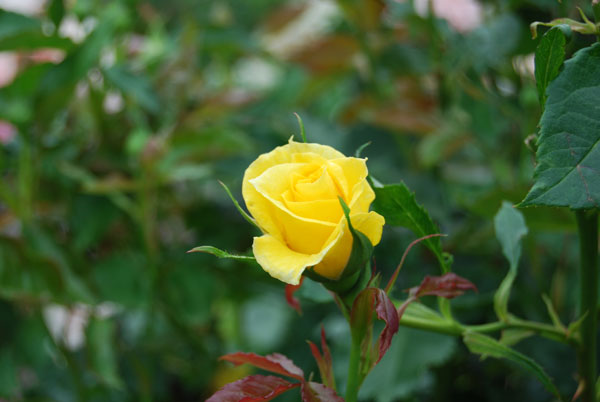 �t���[�W���[