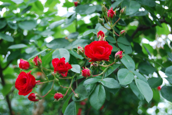 �X�J�[���b�g���C�f�B�����h