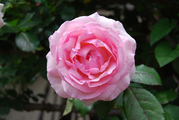 ���W�I�^�C��