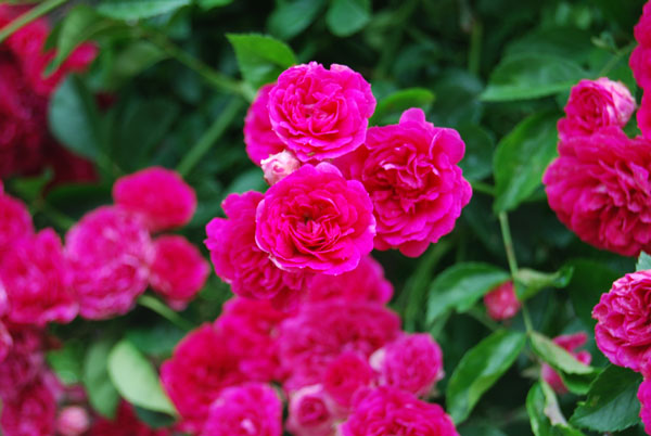 �G�N�Z���T