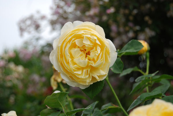 �O���n���g�[�}�X