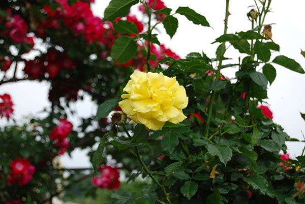 �t���[�W��