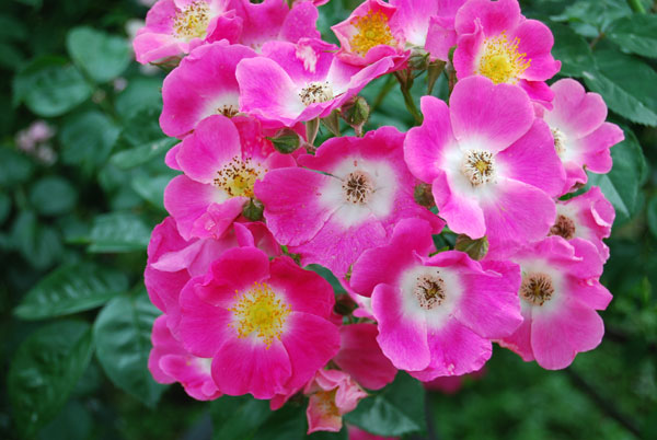 �A�����J���s���[