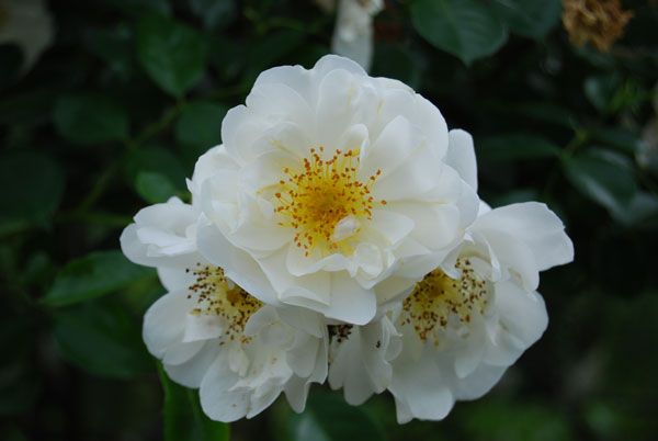 ���[���C�g