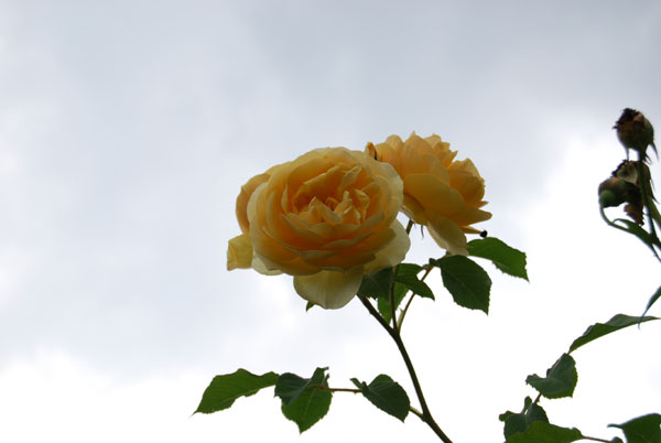 �O���n���g�[�}�X