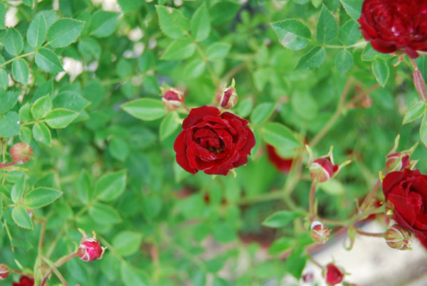 ���b�h�L���X�P�[�h