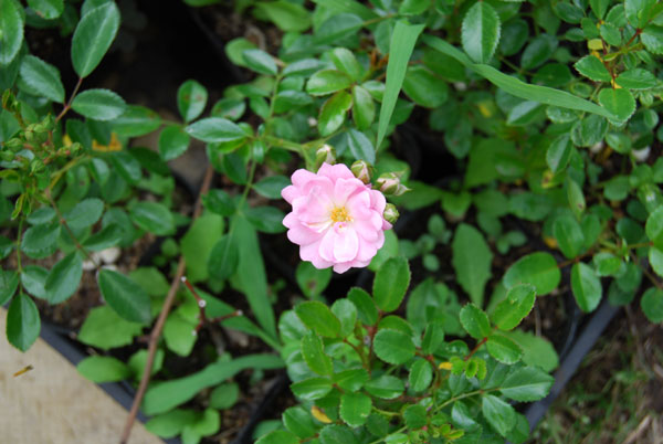 �U�E�t�F���[